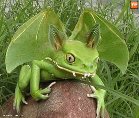 Funny Bat Frog Picture