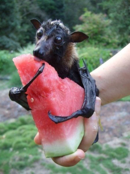 Funny Bat Hugging Watermelon