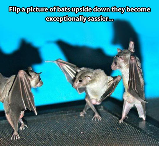 Funny Bats Dancing Picture