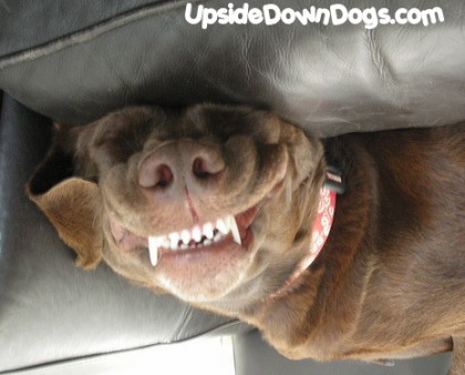 Funny Chocolate Labrador Retriever Dog Face Picture