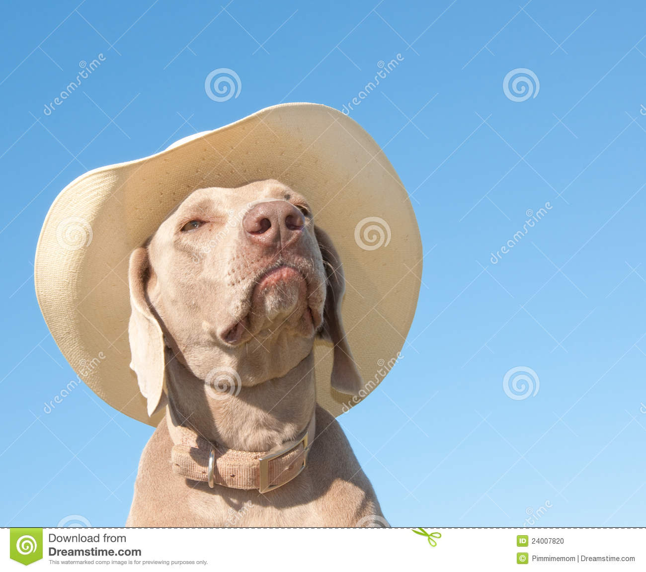 Funny Dog With Cowboy Hat