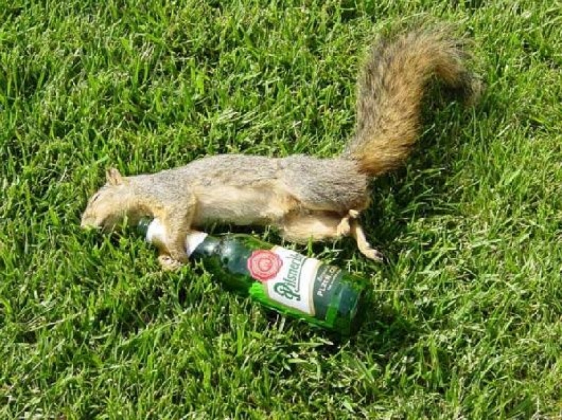 Funny Drunk Squirrel Picture