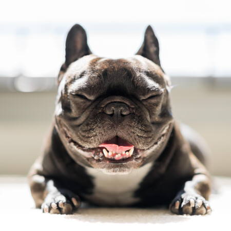 Funny Face French Bulldog Picture