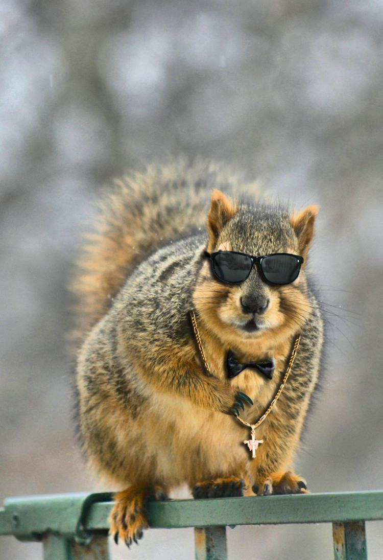 Funny Gangsta Squirrel Picture