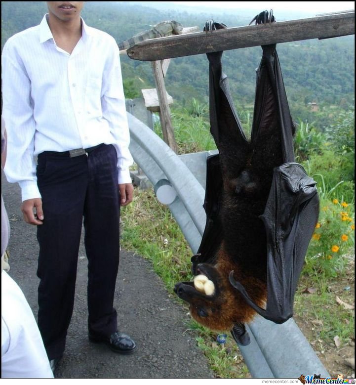 Funny Hanging Bat Picture