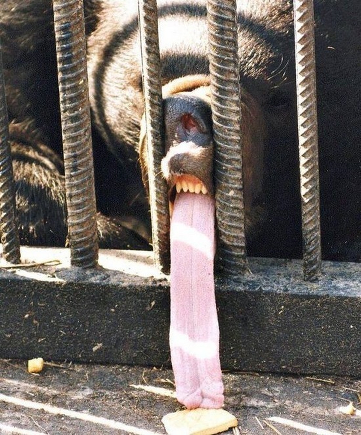 Funny Hungry Bear