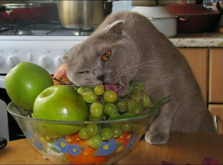 Funny Hungry Cat