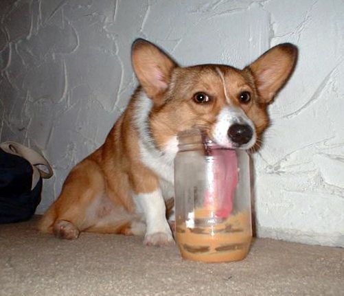 Funny Hungry Dog Picture