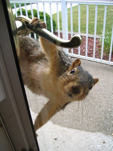 Funny Looking Squirrel Picture