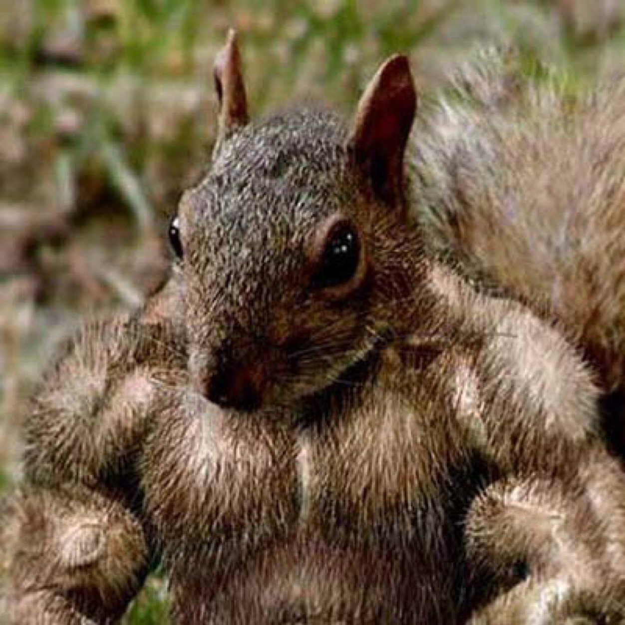 Funny-Muscular-Squirrel.jpeg