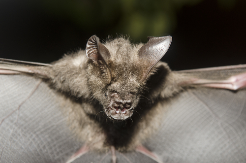 Funny Scary Bat Picture