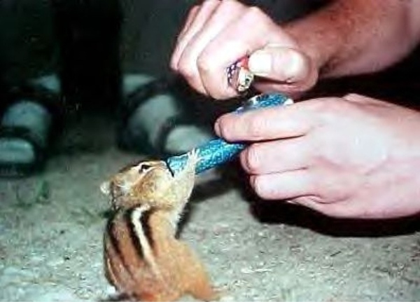 Funny Smoking Squirrel Picture