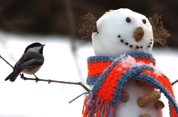 Funny Snowman With Scarf Funny Picture