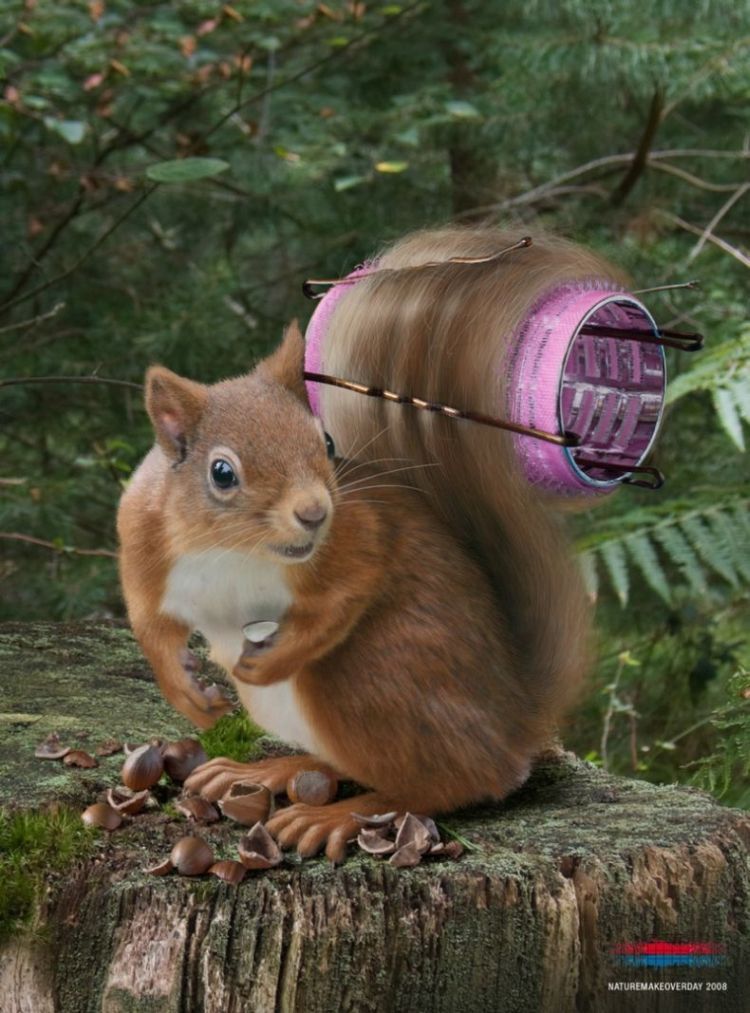 Funny Squirrel Image