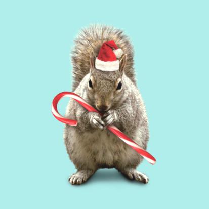Funny Squirrel In Santa Clause Dress