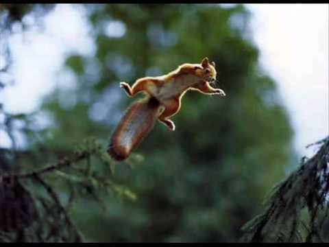 Funny Squirrel Jumping Picture