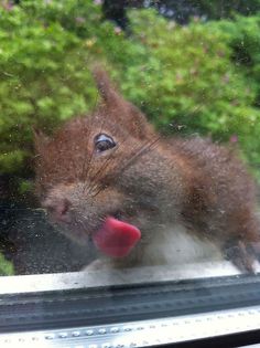 Funny Squirrel Licking Glass