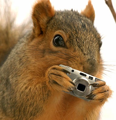 Funny Squirrel With Camera