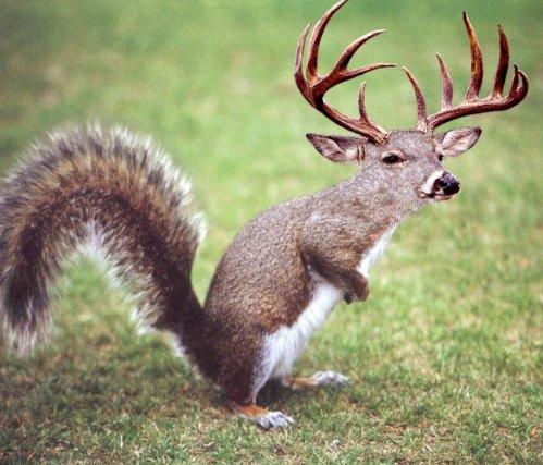 Funny Squirrel With Deer Face