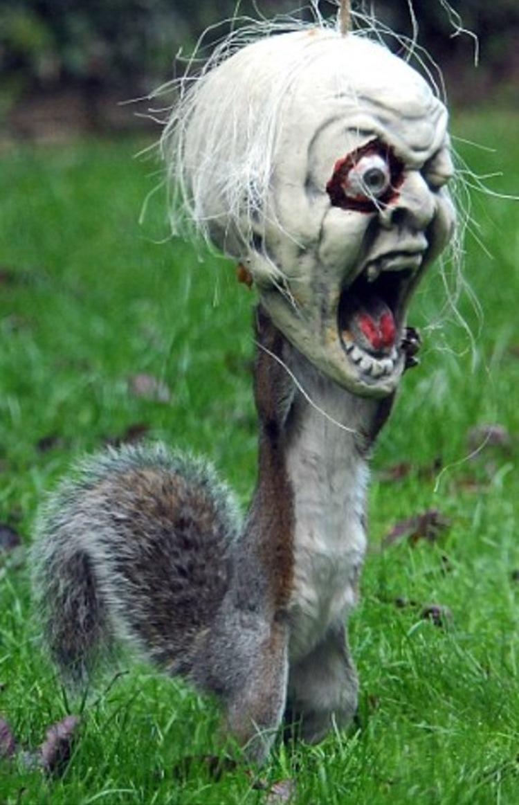 Funny Squirrel With  Halloween Face
