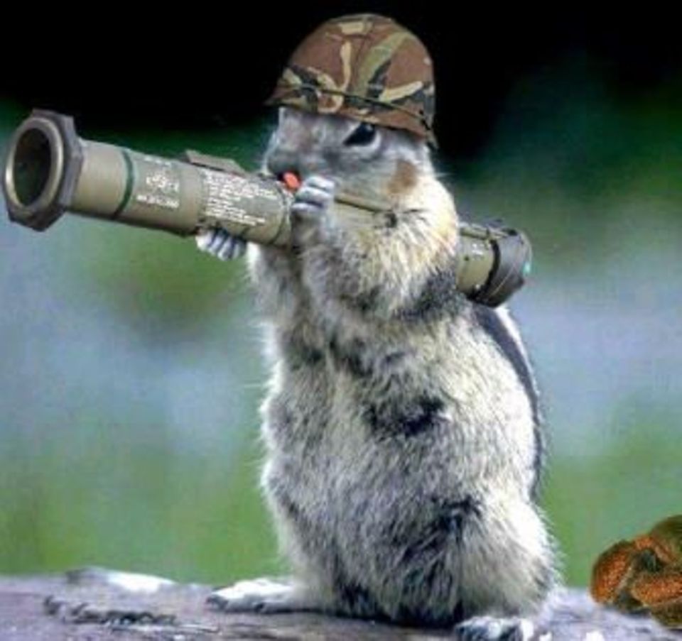 Funny Warrior Squirrel Picture