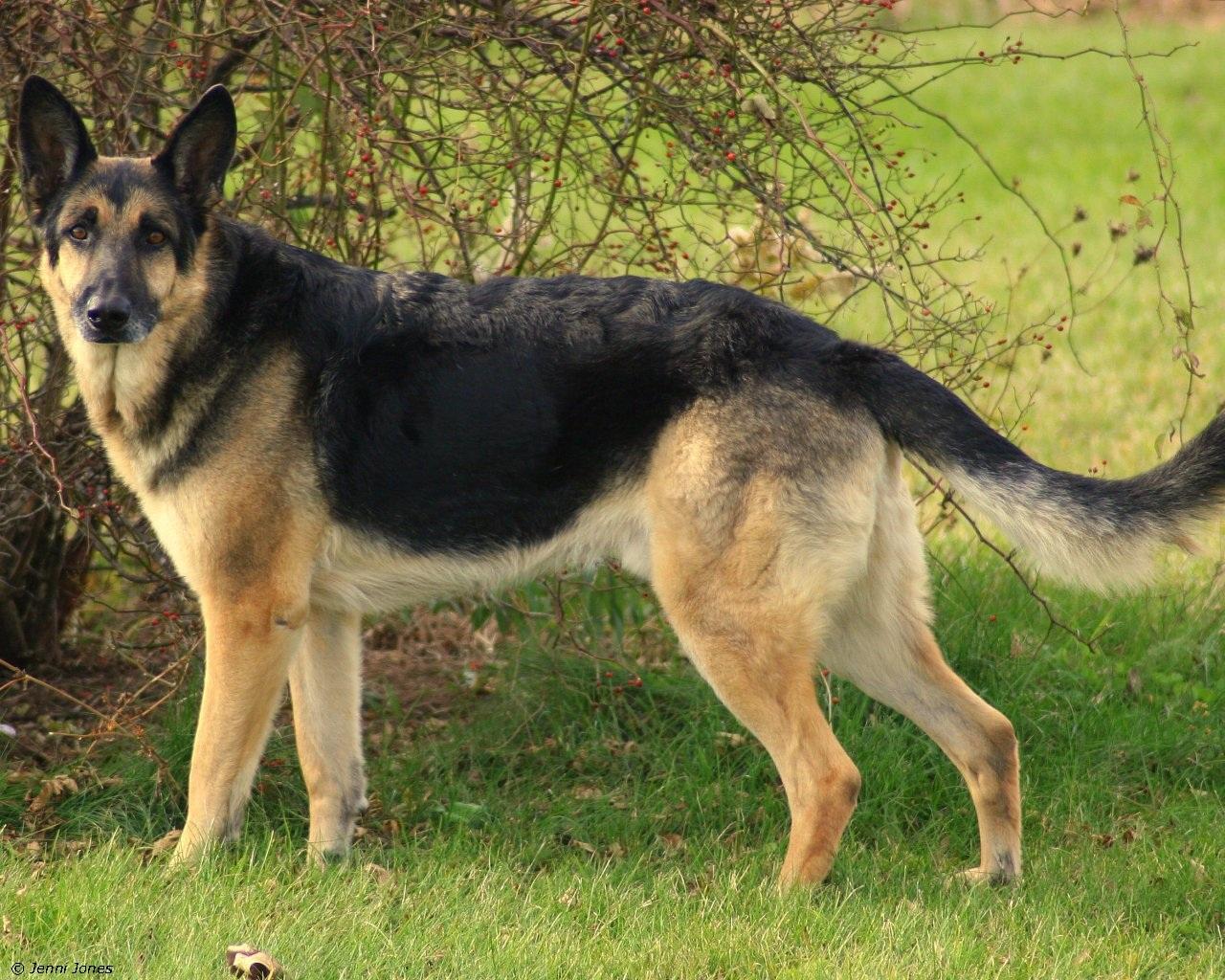 German Shepherd Dog Image