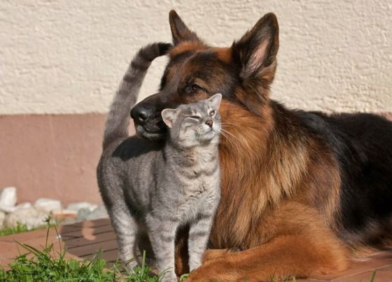 German Shepherd Dog Playing With Cat Picture