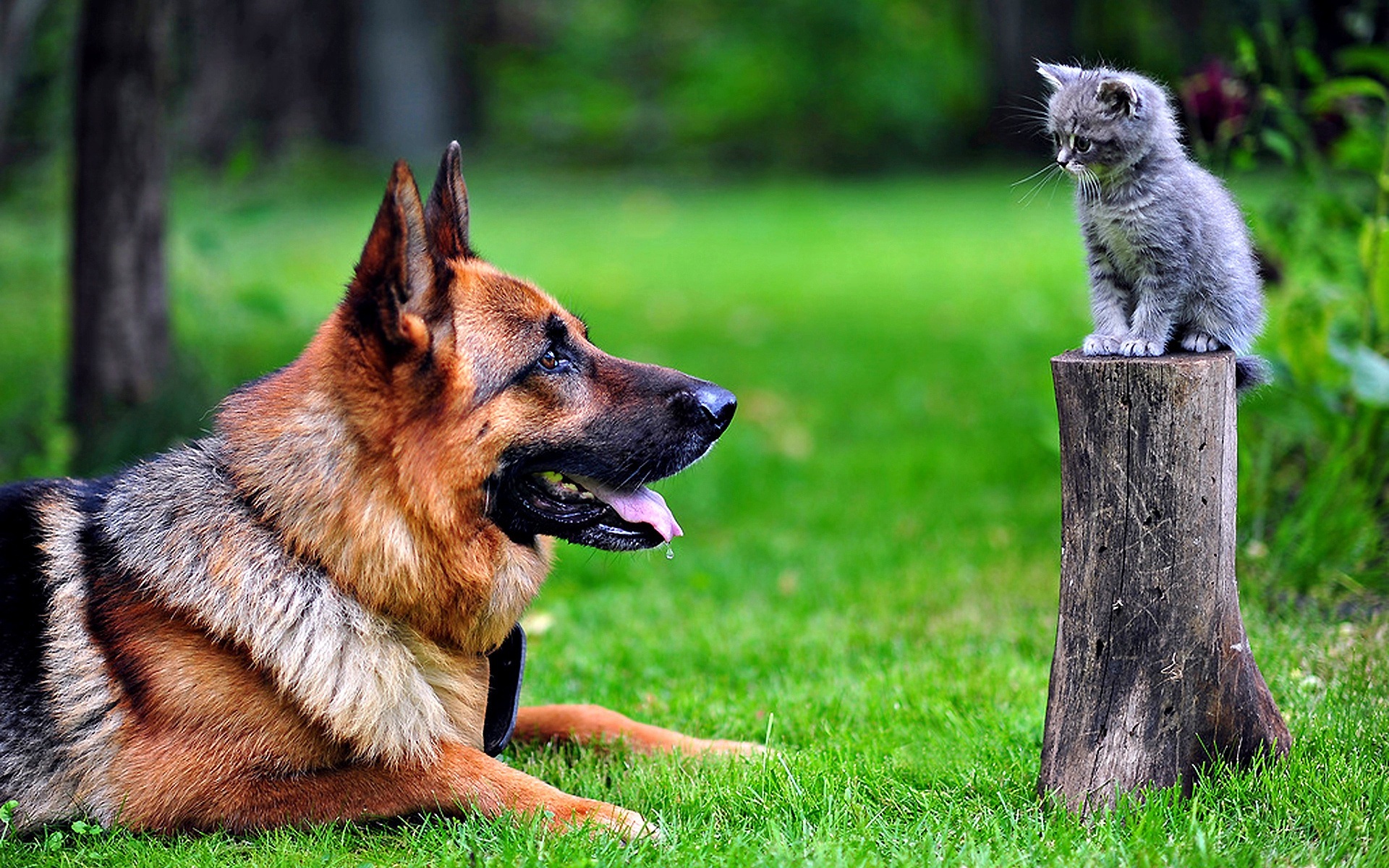 German Shepherd Dog Staring At Cat