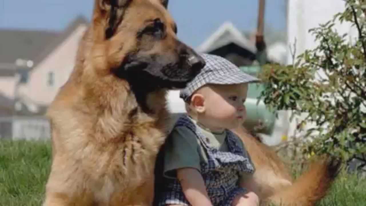 German Shepherd Dog With Baby Boy Picture