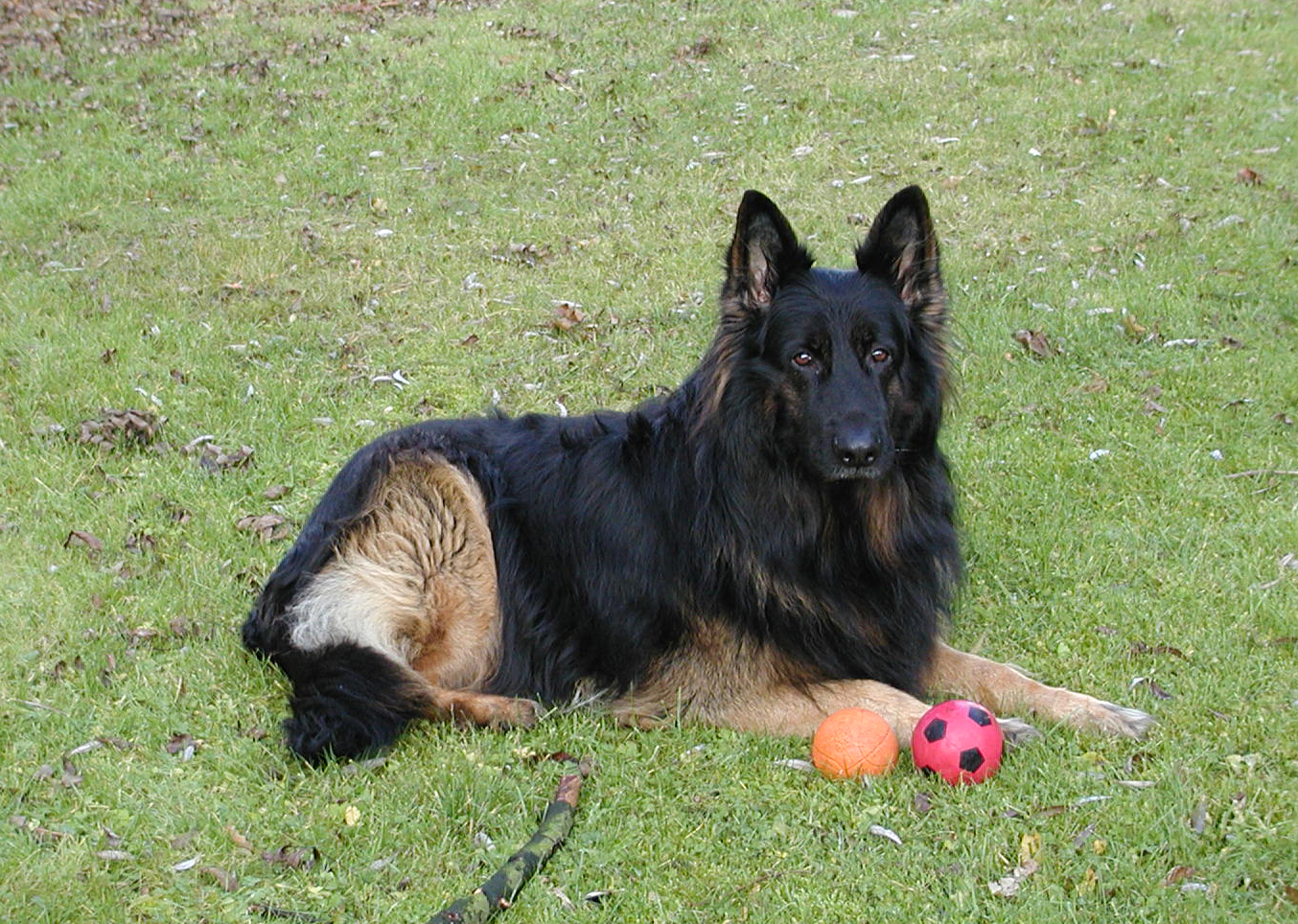 German Shepherd Dog With Balls