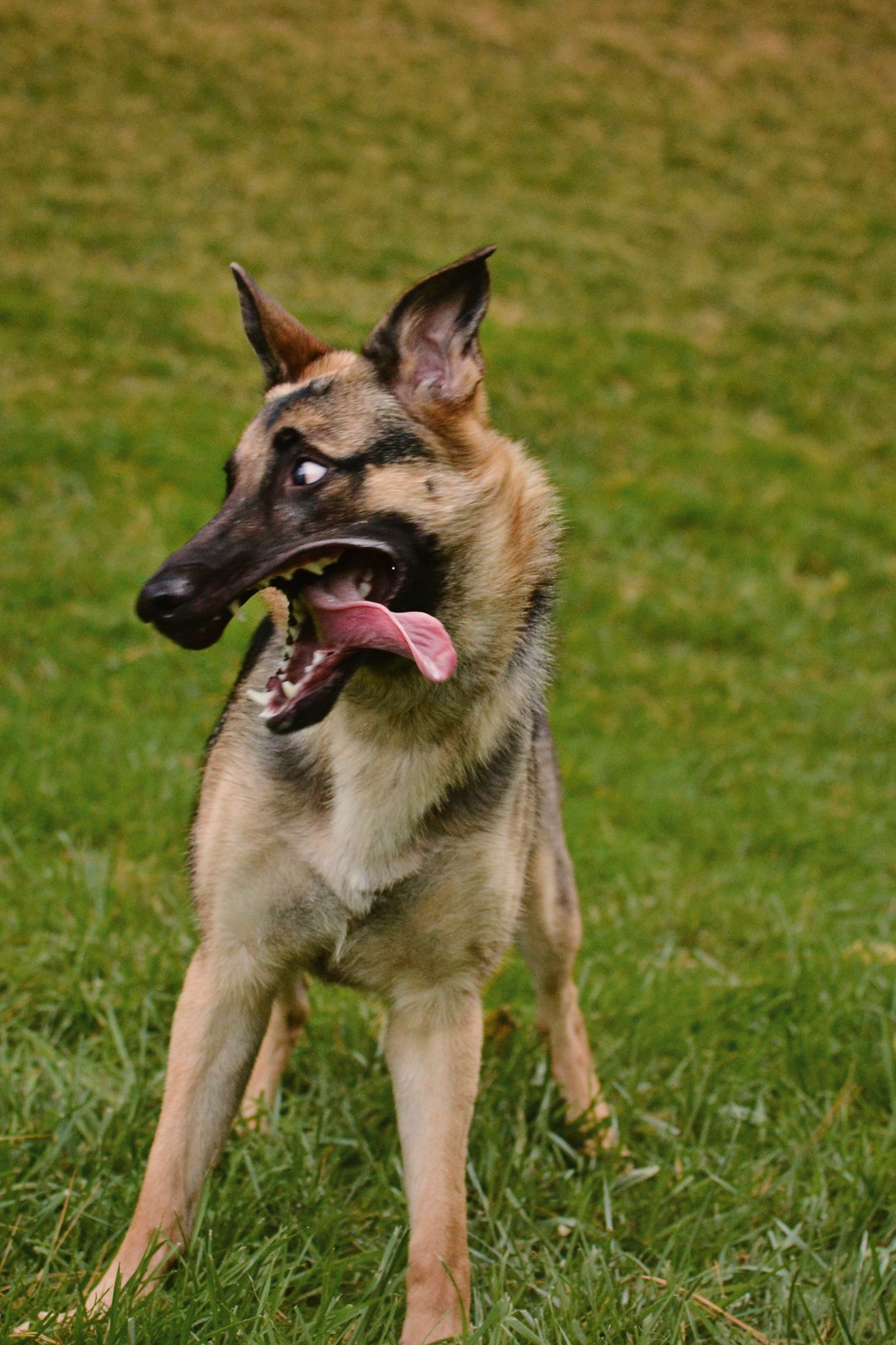 German Shepherd Funny Face Picture