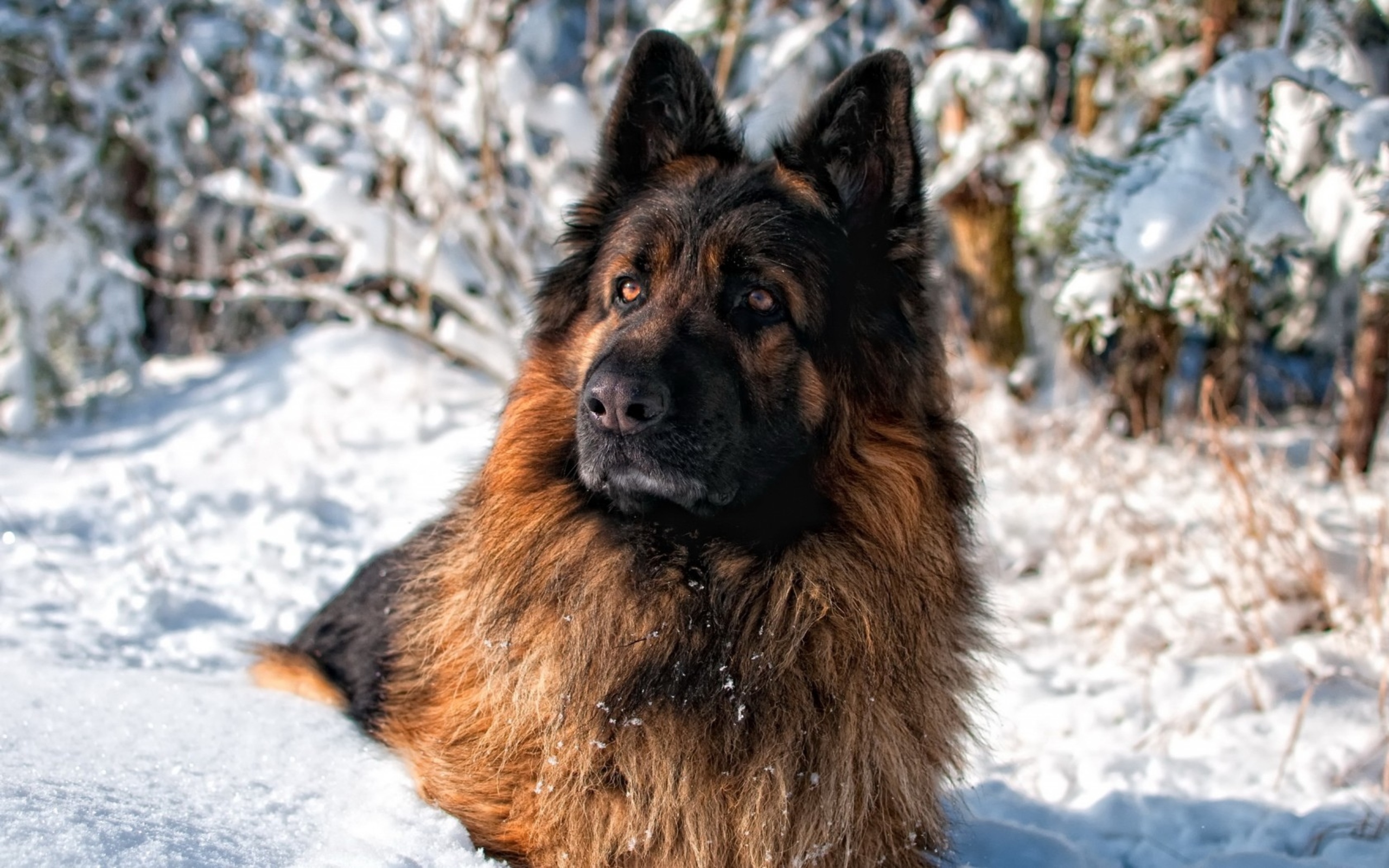 German Shepherd In Snow Picture