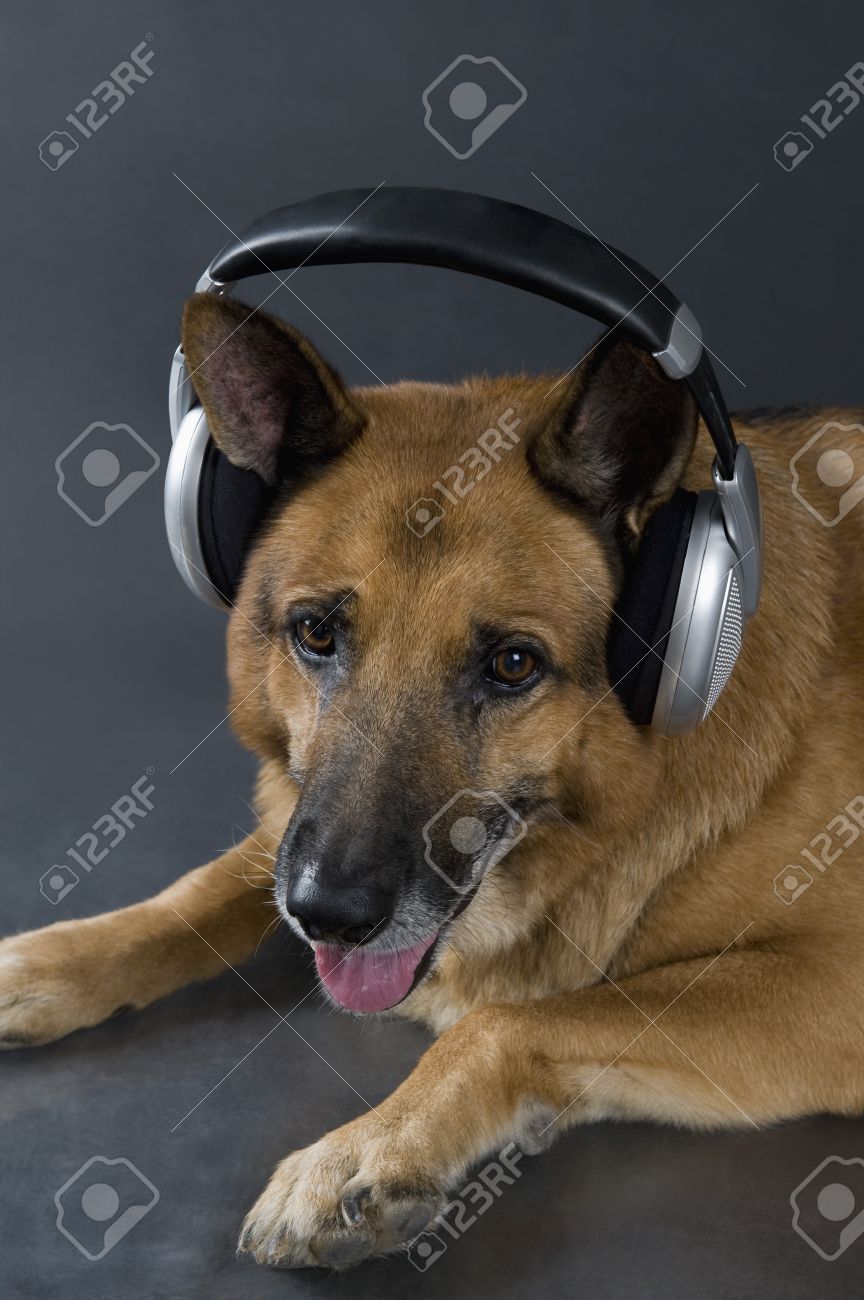 German Shepherd Listening Music On Headphones