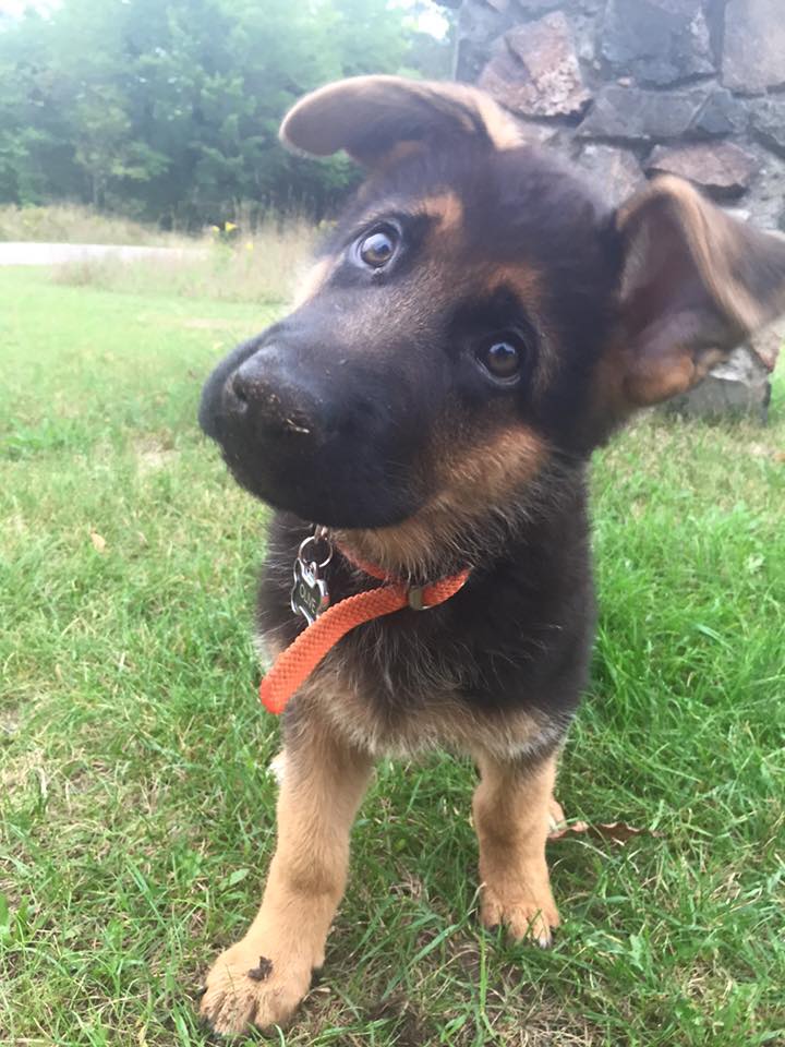 German Shepherd Puppy Funny Ear Picture