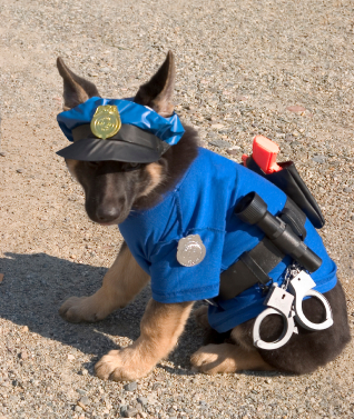 German Shepherd Puppy In Cop Uniform