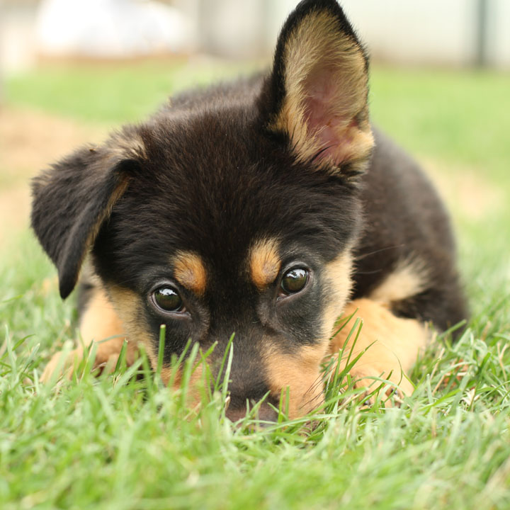 German Shepherd Puppy In Grass Picture