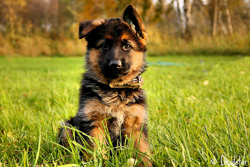 German Shepherd Puppy In Grass