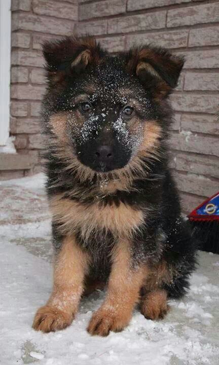 German Shepherd Puppy In Snow Picture