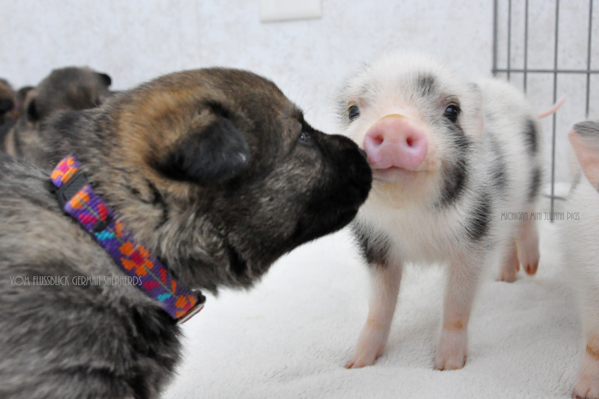 German Shepherd Puppy Kissing Piglet Picture