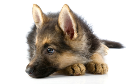 German Shepherd Puppy Picture
