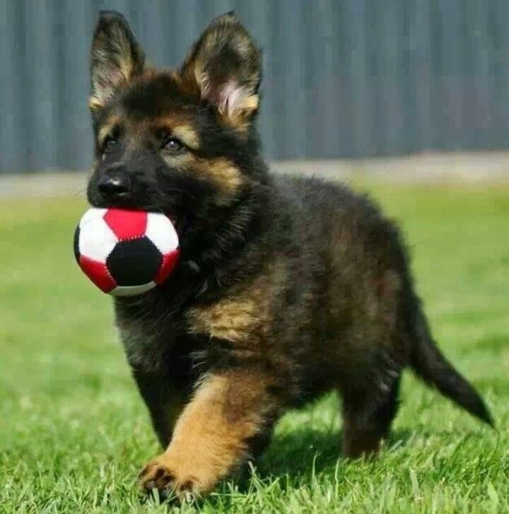 German Shepherd Puppy Playing With Ball Picture