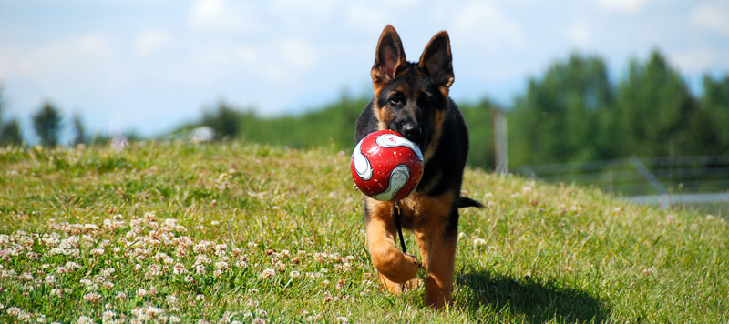 German Shepherd Puppy Playing With Ball