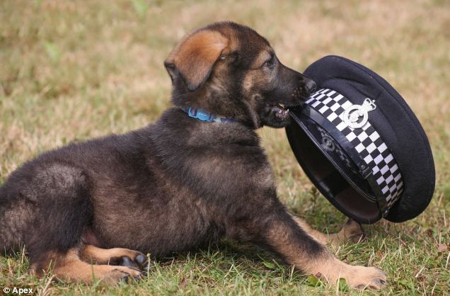 German Shepherd Puppy Playing With Policeman's Cap