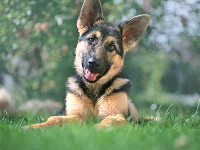 German Shepherd Puppy Sitting On Grass
