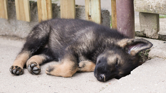 How long do German Shepherd puppies sleep? We love german Shepherd