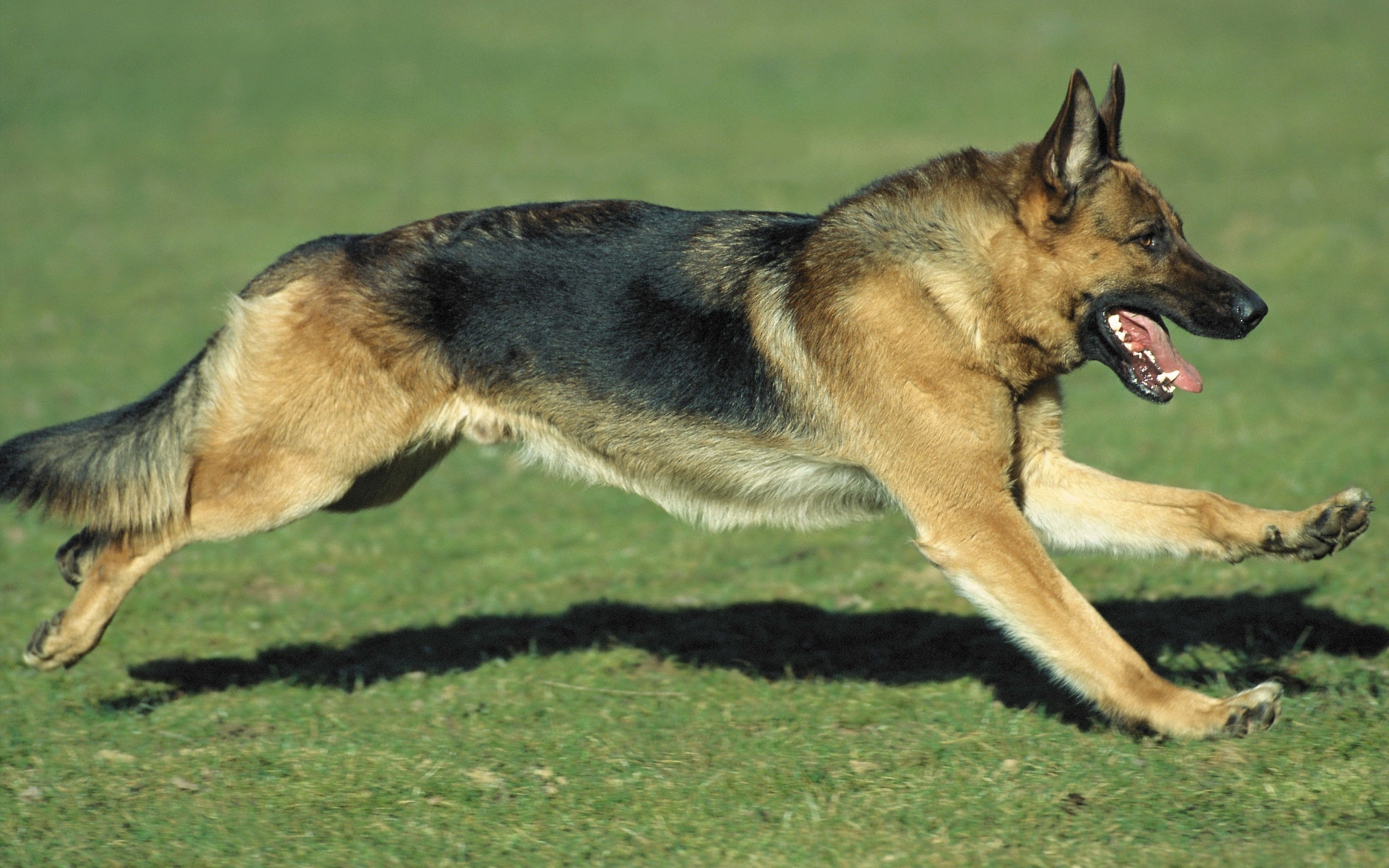 German Shepherd Running Dog Picture
