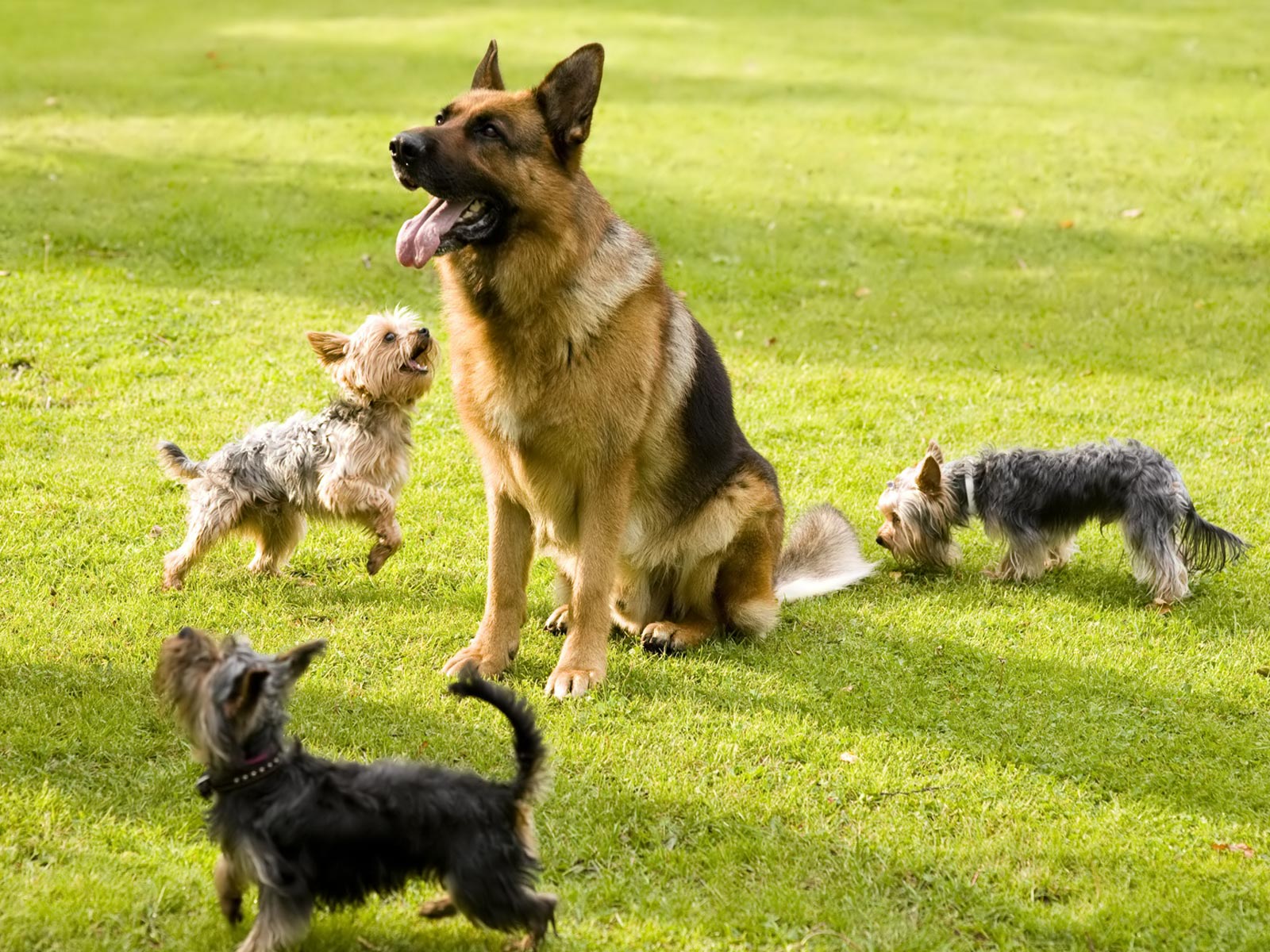 German Shepherd Security Dog Picture