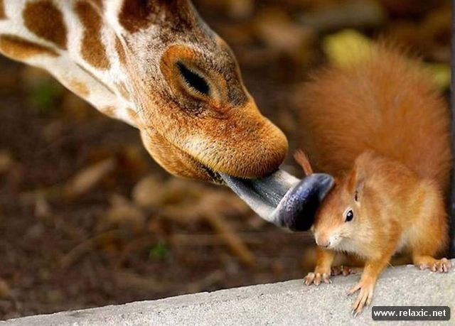 Giraffe Licking Squirrel Funny Picture