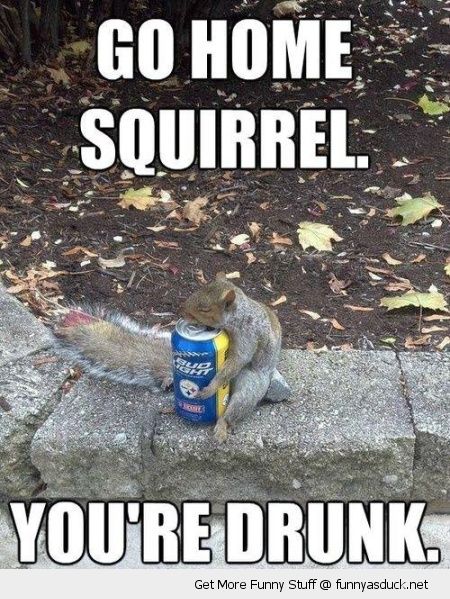 Go Home Squirrel You Are Drunk Funny Meme