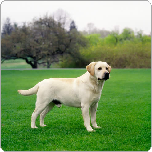 Golden Labrador Retriever Dog On Grass